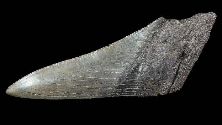 Fossil Megalodon Tooth Paper Weight #65800